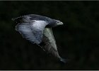 Dave Greenwood - Predator - Grey Buzzard Eagle (Nature Trophy for best nature print).jpg